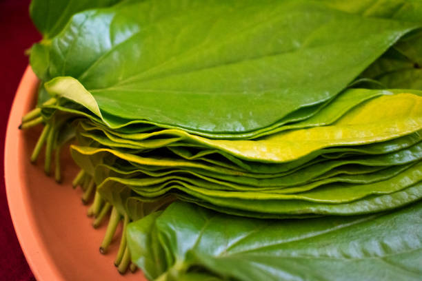 Betel leaf farm