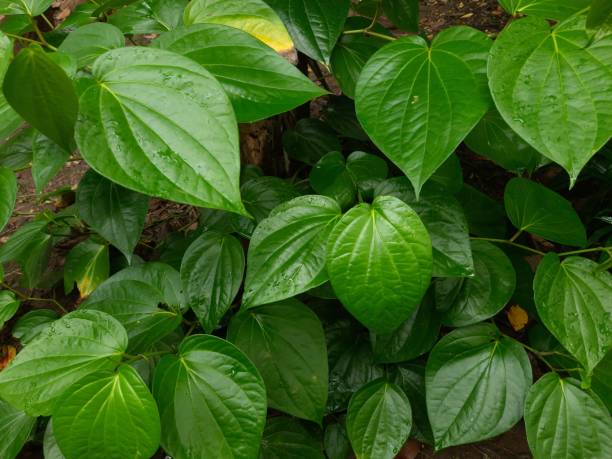 Banarasi Paan