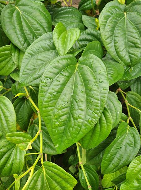 Kali Mirch Paan